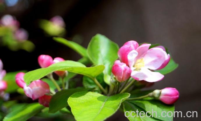 果蔬百科大海棠树的养殖方法-0