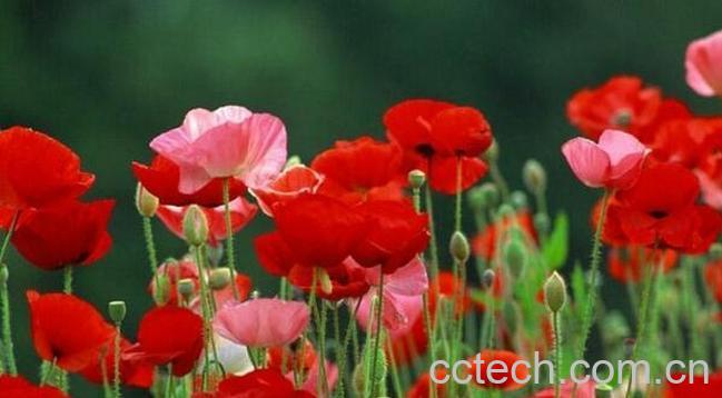 果蔬百科虞美人花的种植方法-0