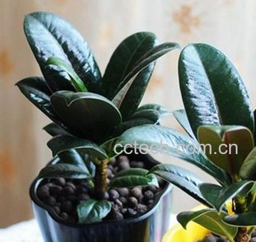 果蔬百科黑金刚的栽培养护方法-0