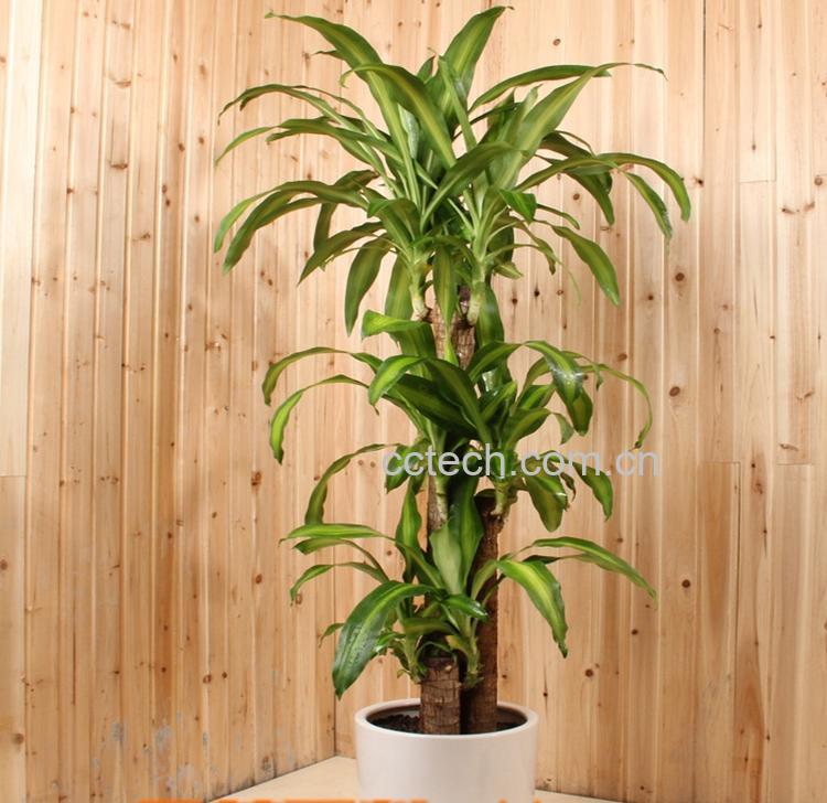 果蔬百科巴西木的养殖养护方法-0