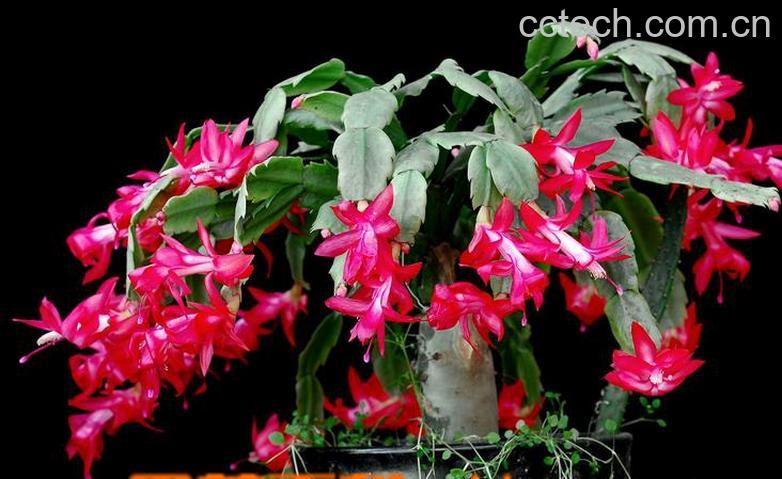 果蔬百科蟹爪兰夏天的养殖方法-0