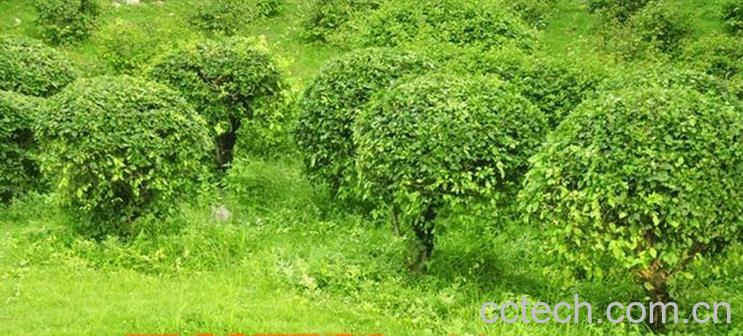 果蔬百科常绿灌木有哪些-0