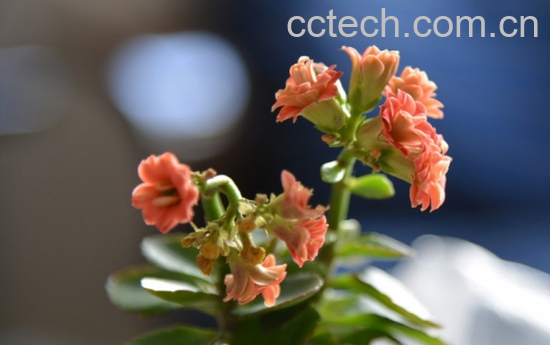 果蔬百科长寿花打顶与摘心技巧-0