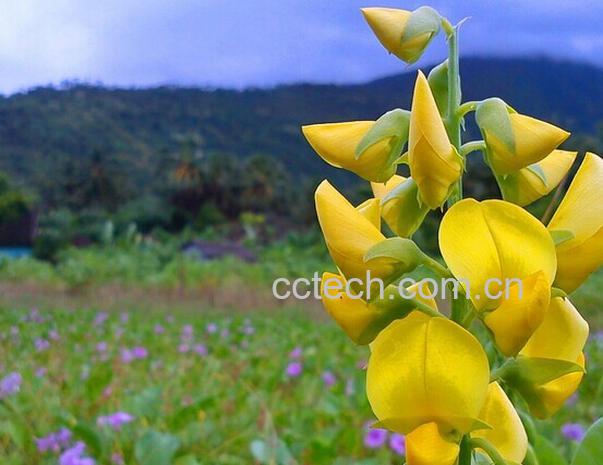 果蔬百科紫罗兰和金鱼草的区别-0