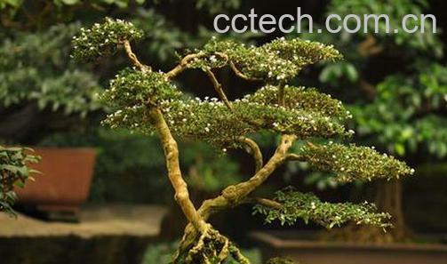 果蔬百科蓬莱松的养殖方法和注意事项-0