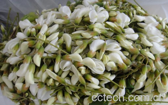 果蔬百科槐花怎么吃好-0