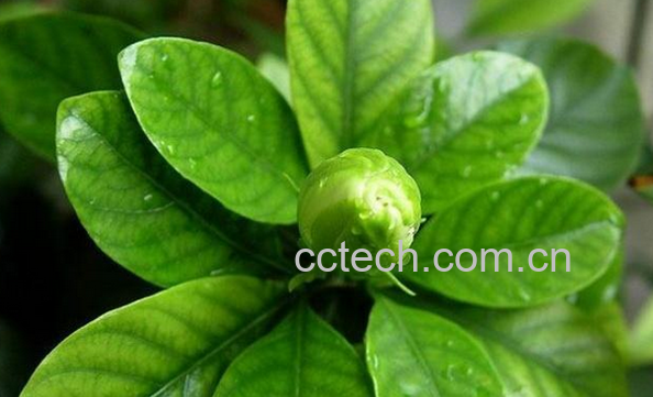 果蔬百科栀子叶的功效与作用-0