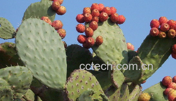 果蔬百科仙人掌能吃吗-0