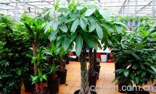 果蔬百科大叶伞的养殖方法-0