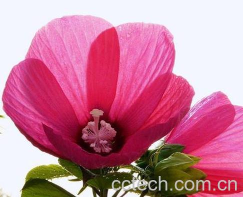 果蔬百科芙蓉葵图片 芙蓉葵种植方法图解-0