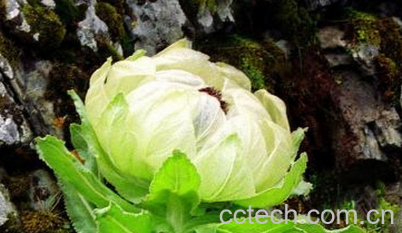 果蔬百科雪莲花怎么吃-0