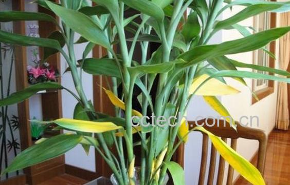 果蔬百科水养富贵竹叶片发黄的原因及处理方法-0