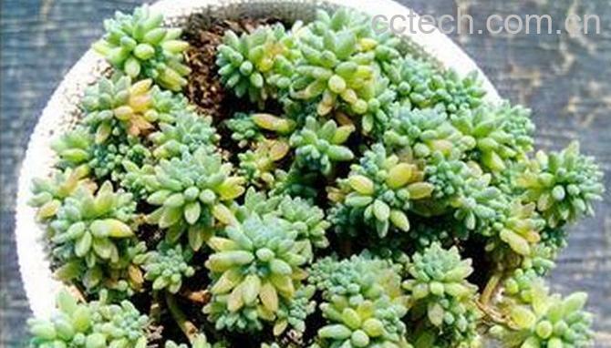 果蔬百科薄雪万年草的养殖方法-0