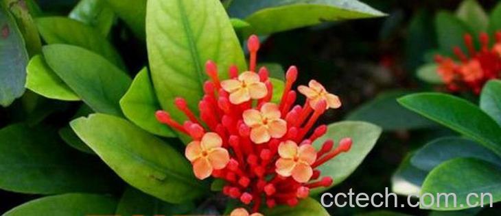 果蔬百科龙船花的养殖方法-0