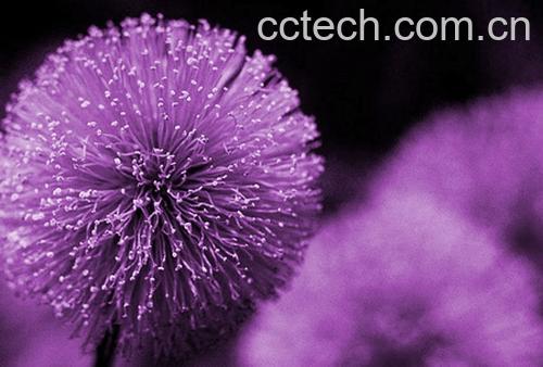 果蔬百科紫色蒲公英种植方法-0