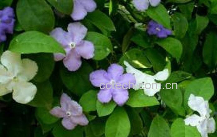 果蔬百科双色茉莉的养殖方法-0