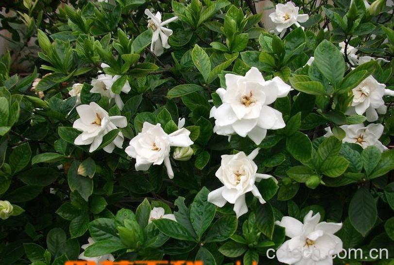 果蔬百科栀子花的养殖方法和注意事项-0