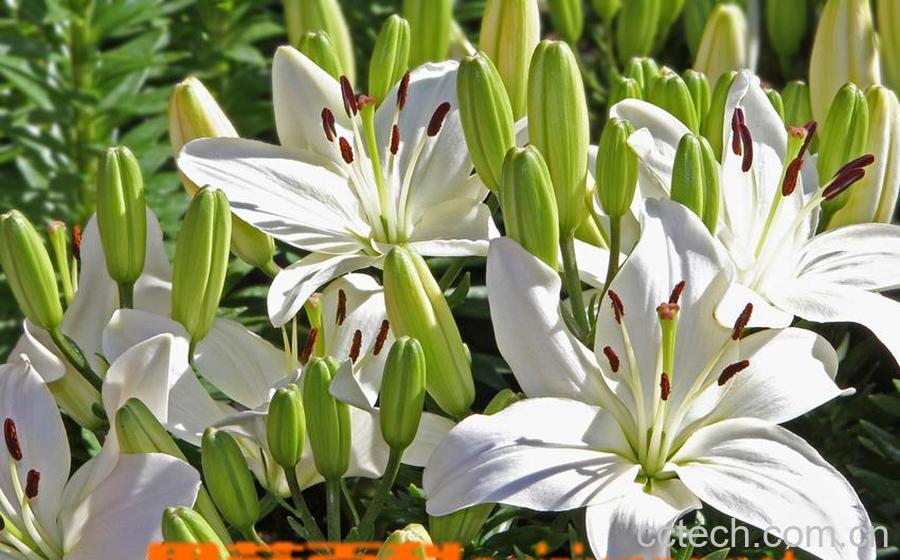 果蔬百科亚洲百合种植方法-0