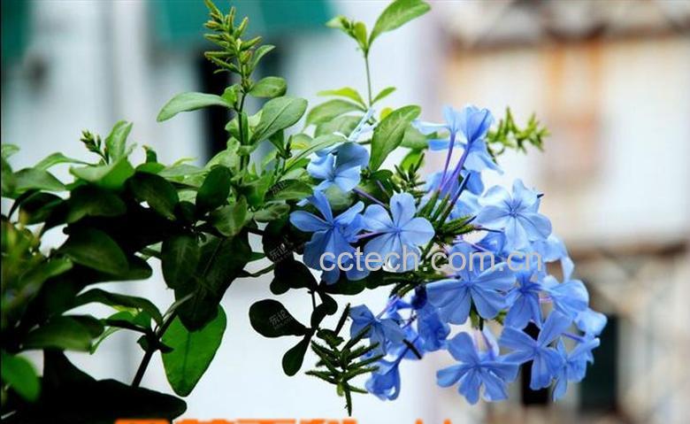 果蔬百科蓝雪花怎么养 蓝雪花的养殖方法-0