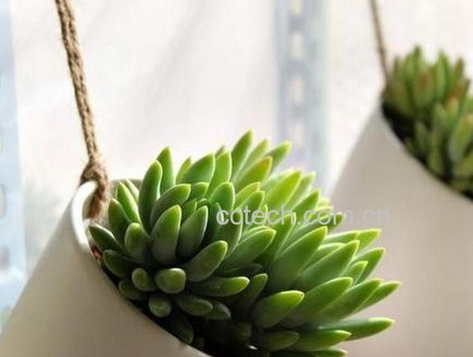 果蔬百科千佛手多肉怎么养-0