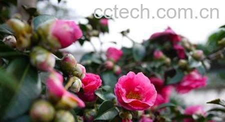 果蔬百科茶花的养殖方法-0