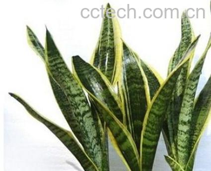 果蔬百科金边虎皮兰的养殖方法-0