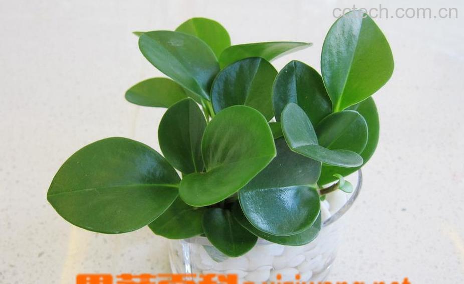 果蔬百科如何养好碧玉兰 碧玉兰的养殖方法技巧-0