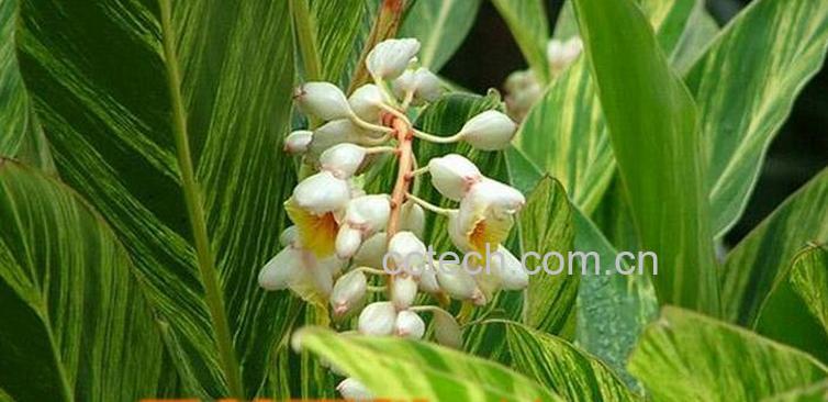 果蔬百科花叶艳山姜的养殖方法-0