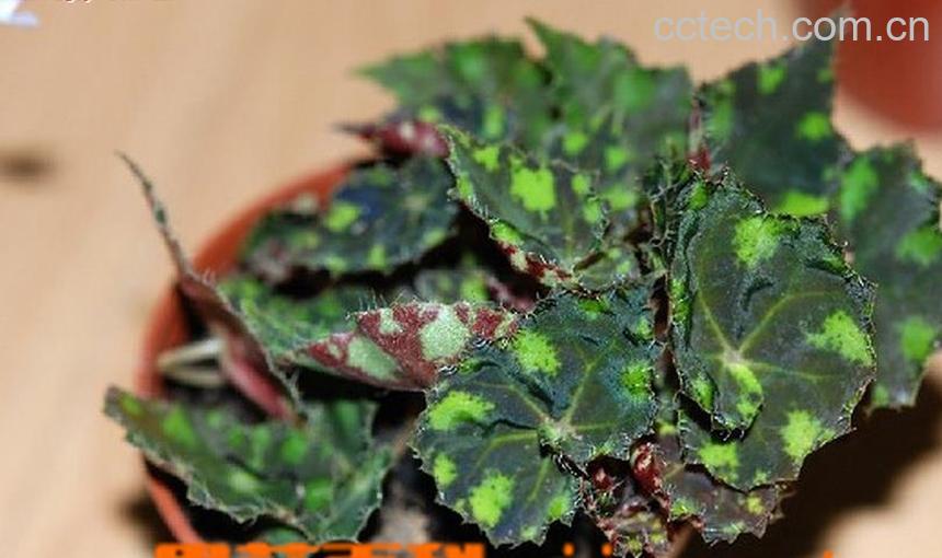 果蔬百科虎斑秋海棠有毒吗 虎斑秋海棠的繁殖方法-0