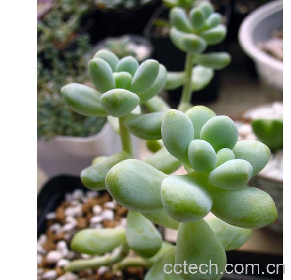 果蔬百科多肉植物天使之泪养殖方法-0