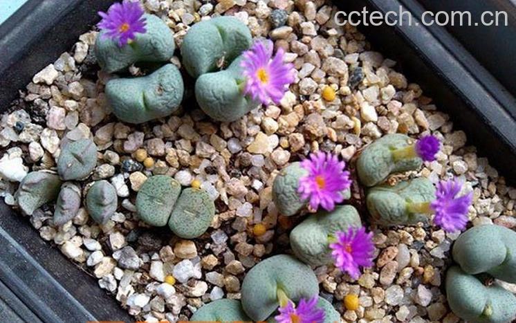 果蔬百科肉锥花蜕皮如何断水-0