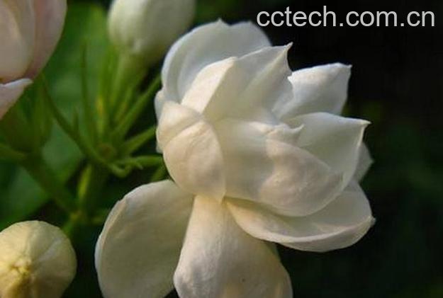 果蔬百科铁茉莉的养殖方法-0