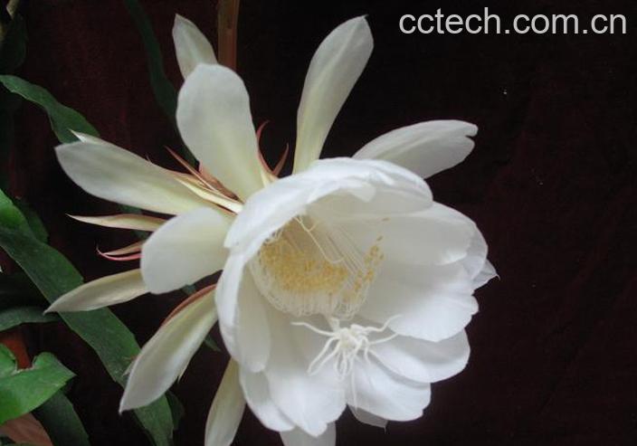 果蔬百科昙花盆栽养植方法-0