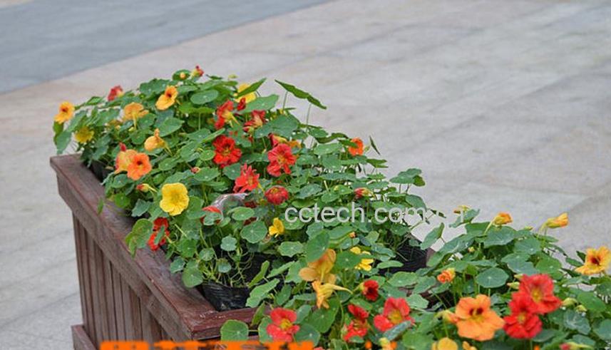 果蔬百科旱金莲叶子黄了怎么办-0