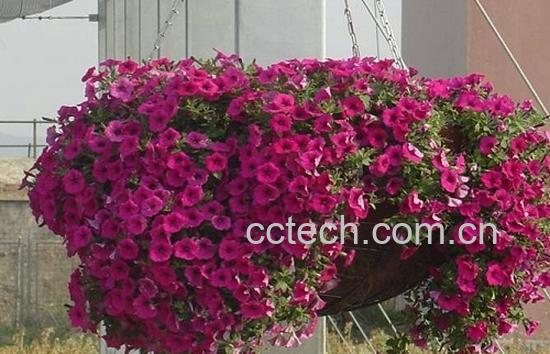 果蔬百科矮牵牛花的养殖方法-0