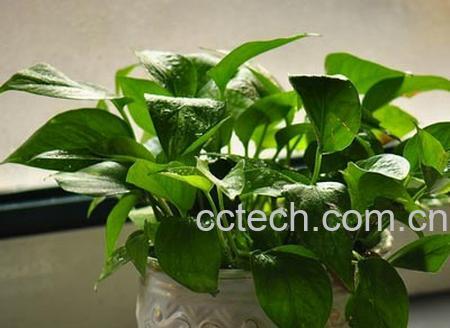 果蔬百科绿萝的养殖方法和注意事项-0