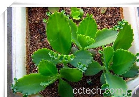 果蔬百科落地生根花有毒吗 落地生根花的繁殖方法-0