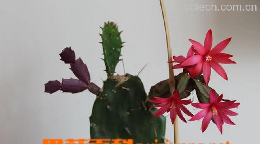 果蔬百科令箭荷花嫁接方法-0