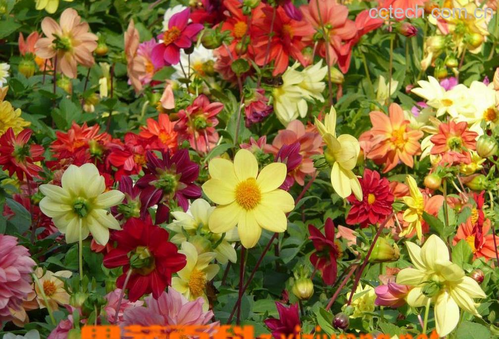 果蔬百科大丽花种球水培操作图解-0