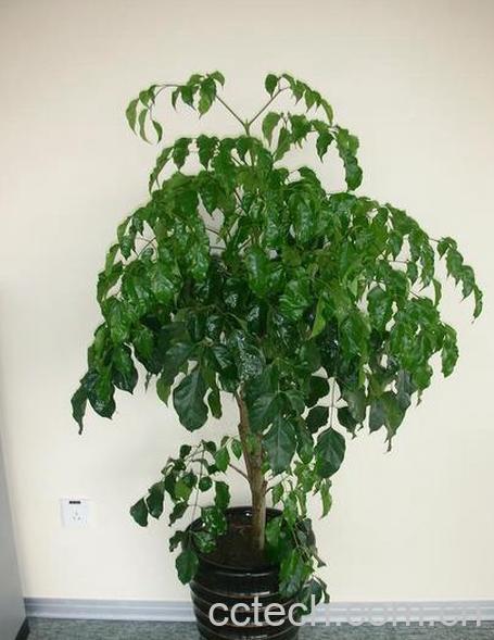 果蔬百科绿宝树的养殖方法和注意事项-0