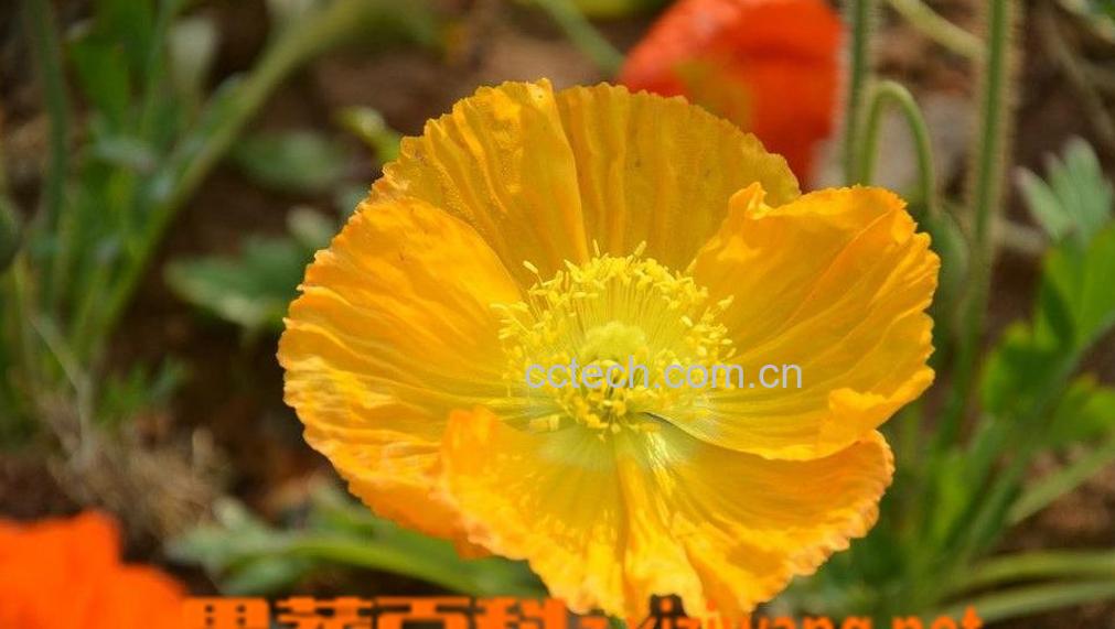 果蔬百科冰岛虞美人的繁殖方法-0