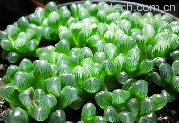 果蔬百科姬玉露的种植与养护-0