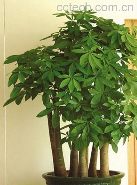 果蔬百科发财树的养殖方法-0