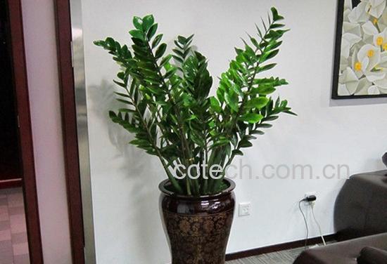 果蔬百科金钱树的养殖方法和注意事项-0