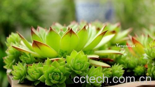 果蔬百科观音莲怎么养 观音莲的养殖方法技巧-0