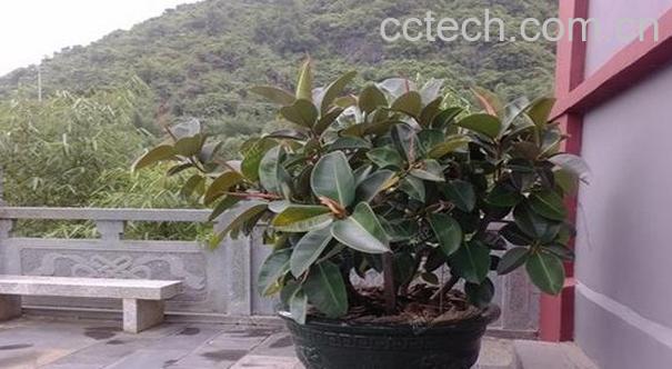 果蔬百科橡皮树的养殖方法-0
