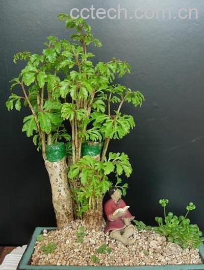 果蔬百科福禄桐烂根怎么处理-0