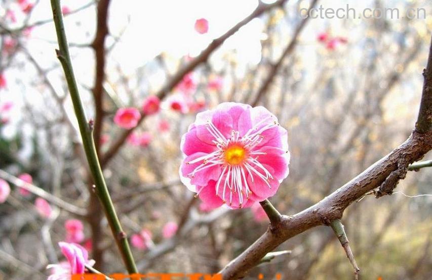 果蔬百科宫粉梅的养护方法-0