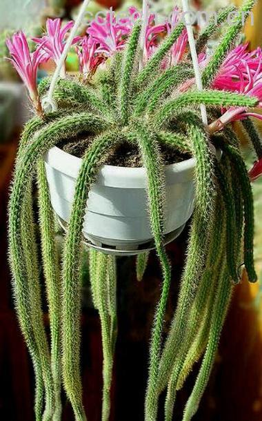 果蔬百科鼠尾掌怎么养 鼠尾掌的养殖方法技巧-0