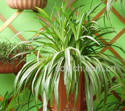 果蔬百科吊兰如何翻盆-0